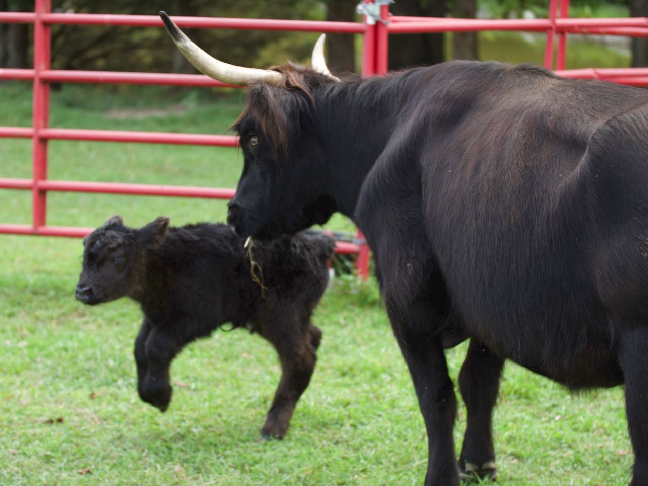 Perfect AHCA registered black Scottish bull for sale by McCallie Highland Coos.